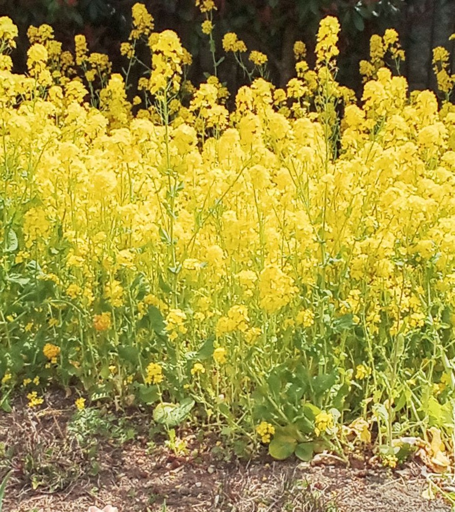 日々の気温変化