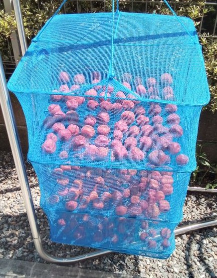 夏の暑い日に梅